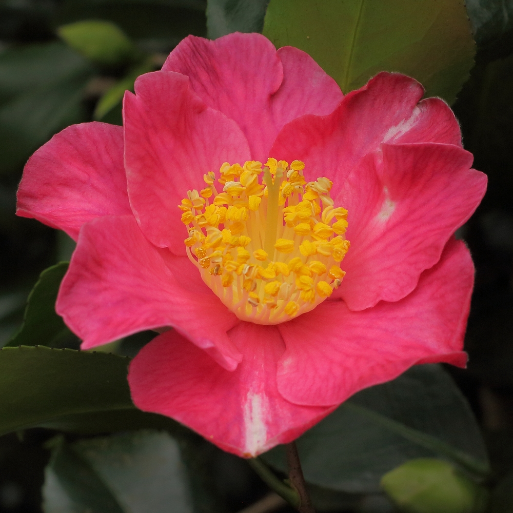 Camellia japonica 'Sheridan'