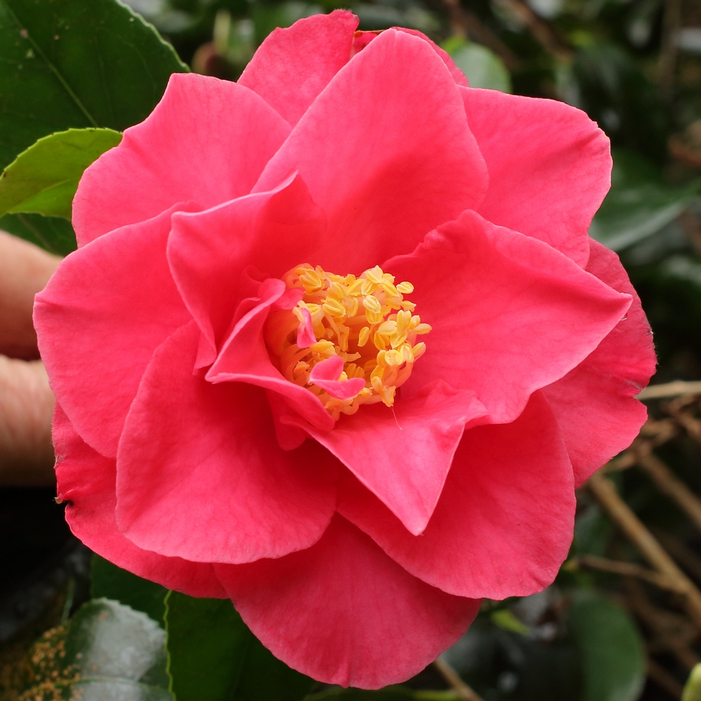 Camellia japonica 'Southern Cross'