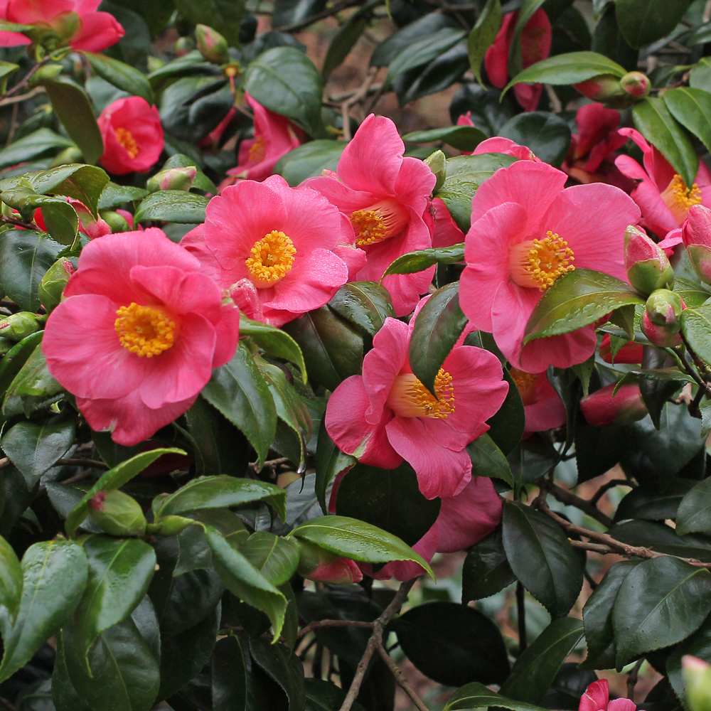 Camellia japonica 'Tahiti'