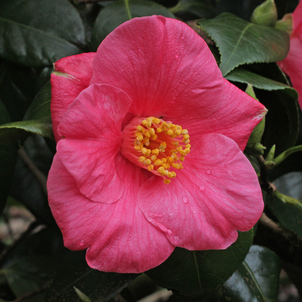 Camellia japonica 'Tahiti'