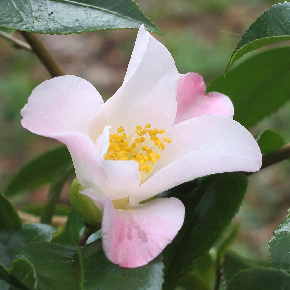 Camellia japonica 'Tear Drop'
