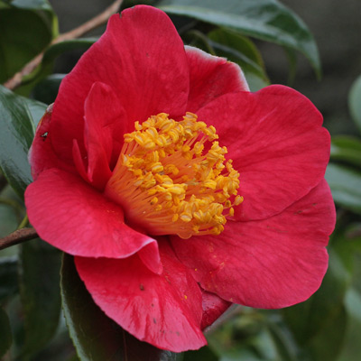 camellia-merry-christmas