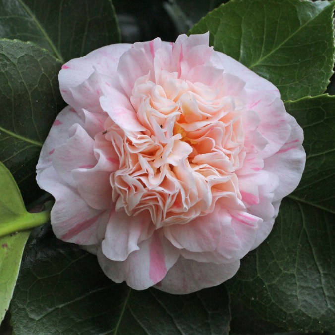camellia-mme-de-strekaloff