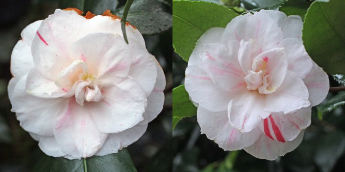 camellia-tricolor-nova