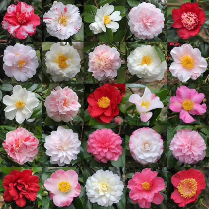 camellias-6