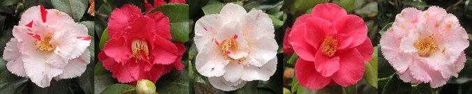 Camellia-Dainty