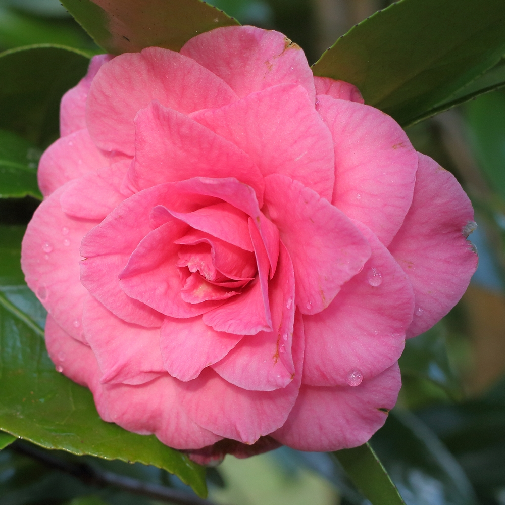 Camellia japonica 'Betty Sheffield'