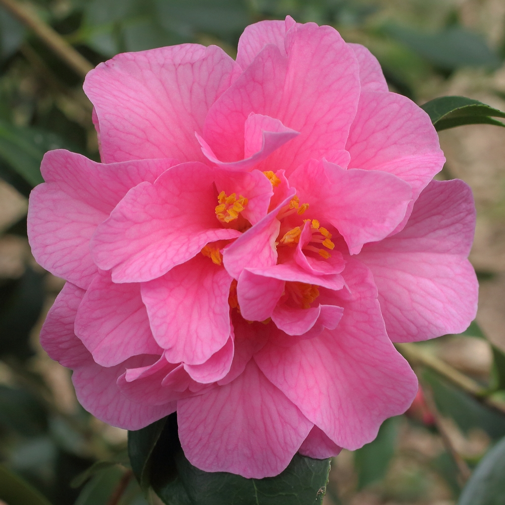 Camellia x williamsii 'Brigadoon'