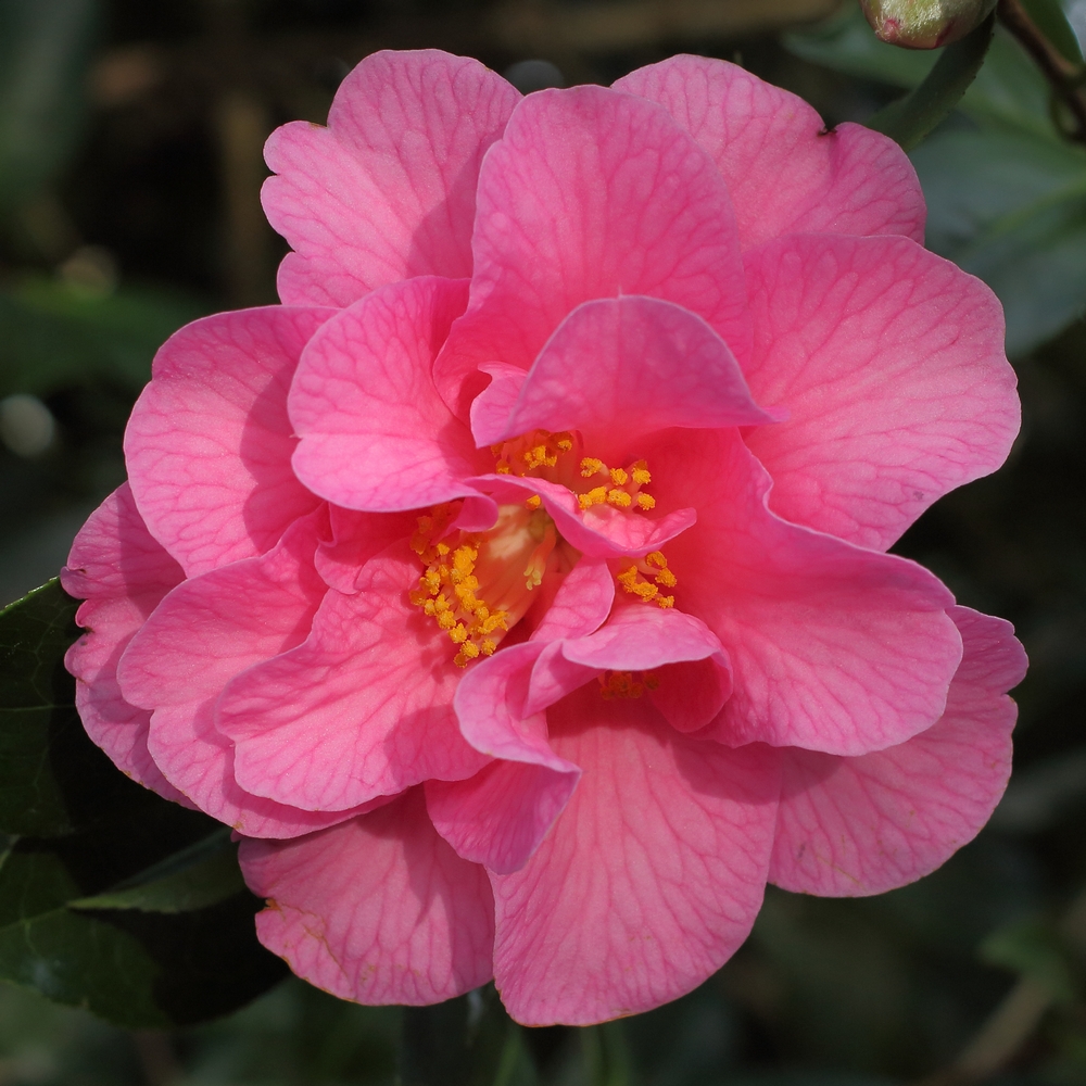 Camellia x williamsii 'Brigadoon'