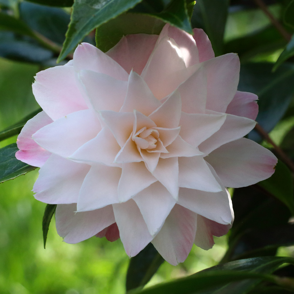 Camellia x williamsii 'Buttons'n Bows'
