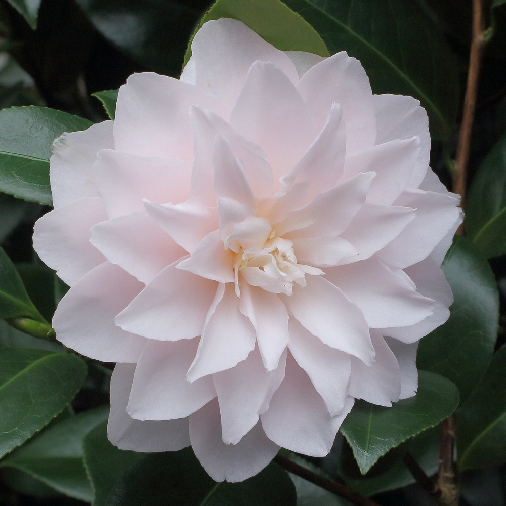 Camellia japonica 'Coed'