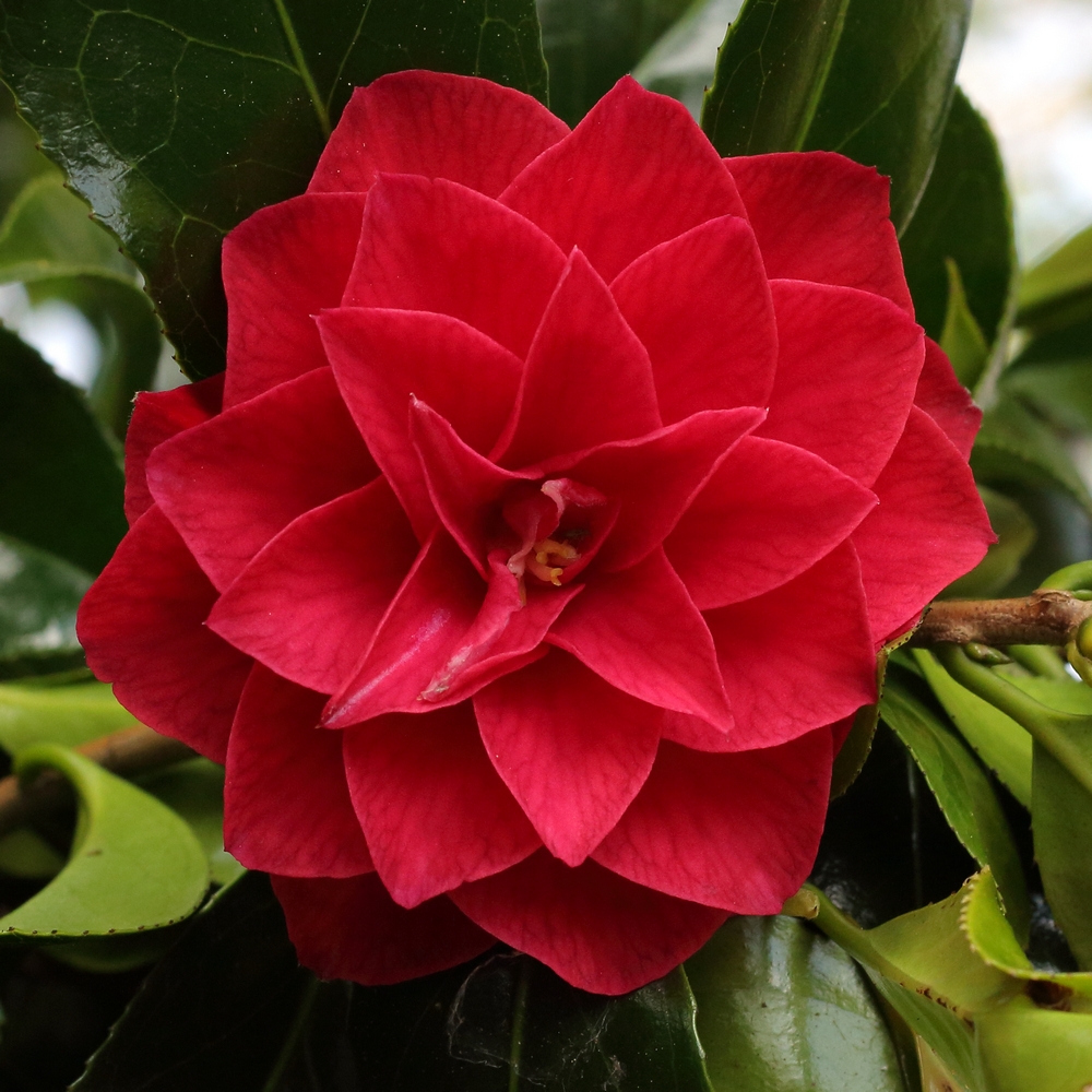 Camellia japonica 'Forest Green'