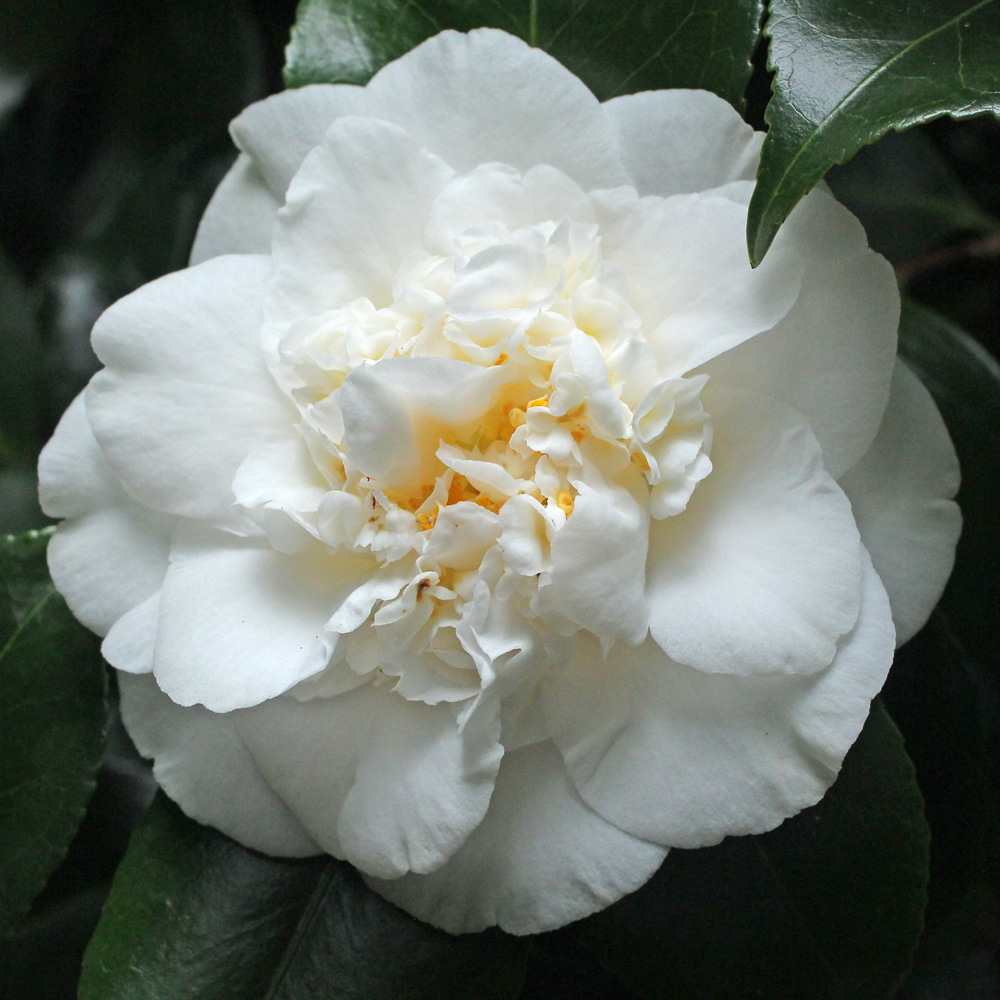 Camellia japonica 'Hakurakuten'