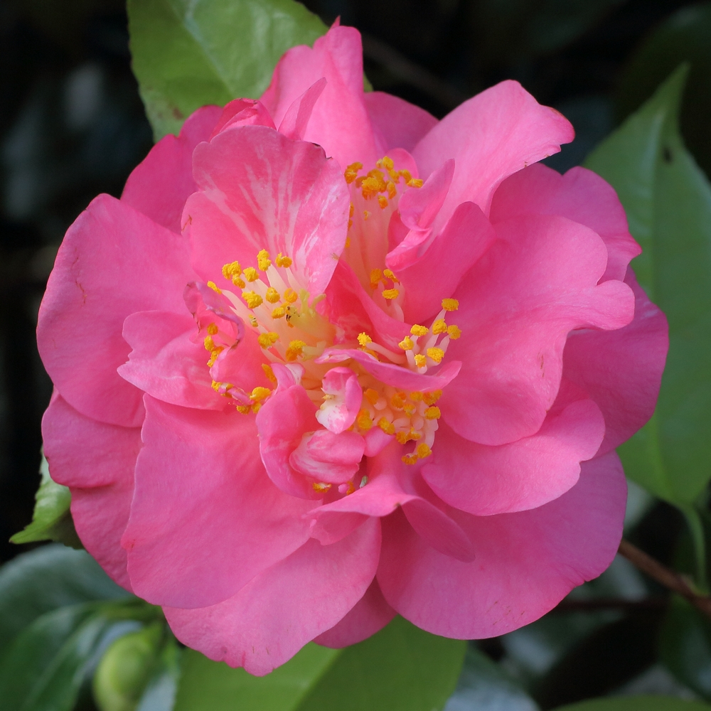 Camellia japonica 'Monte Carlo'