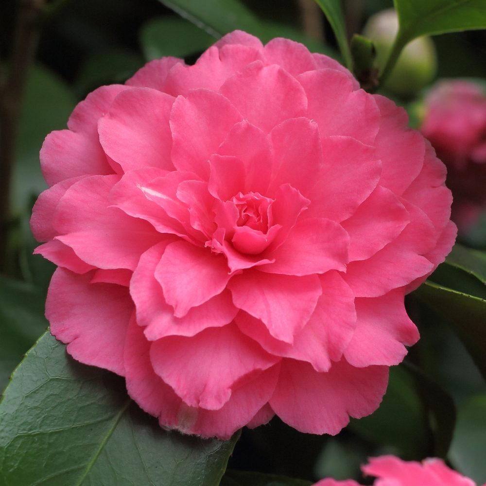 Camellia japonica 'Otome Shibori'