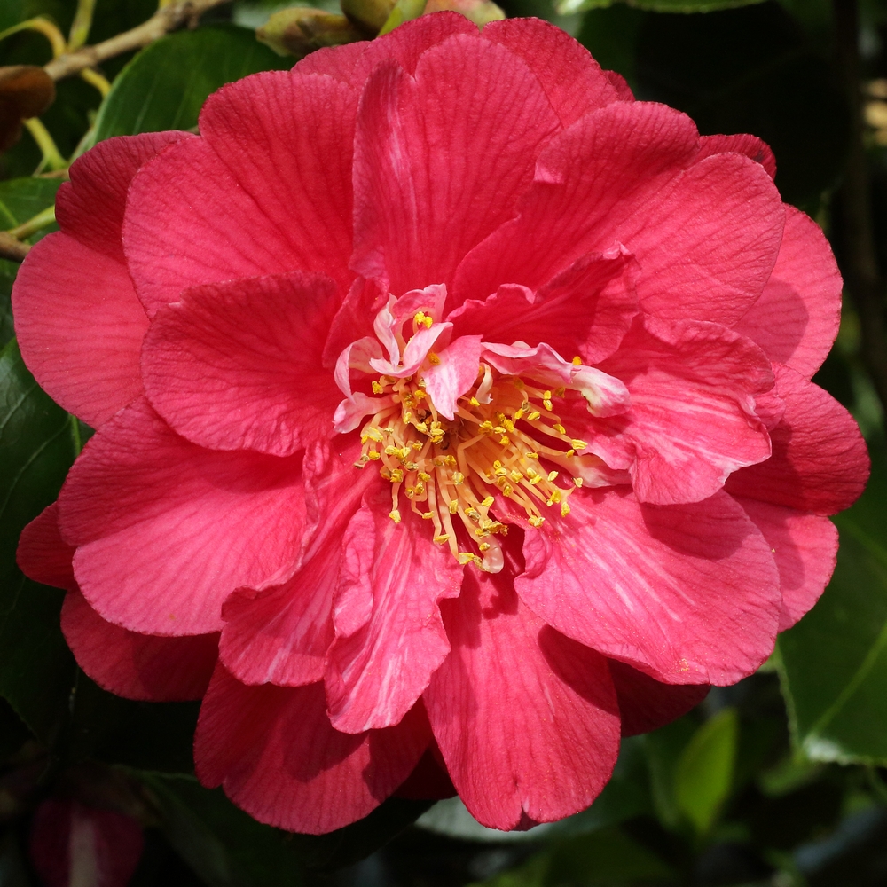 Camellia japonica 'Reg Ragland'