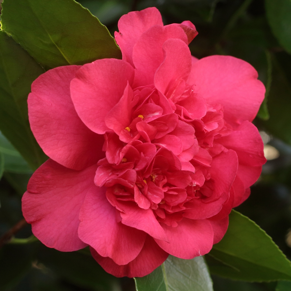 Camellia japonica 'Sunset Glory'