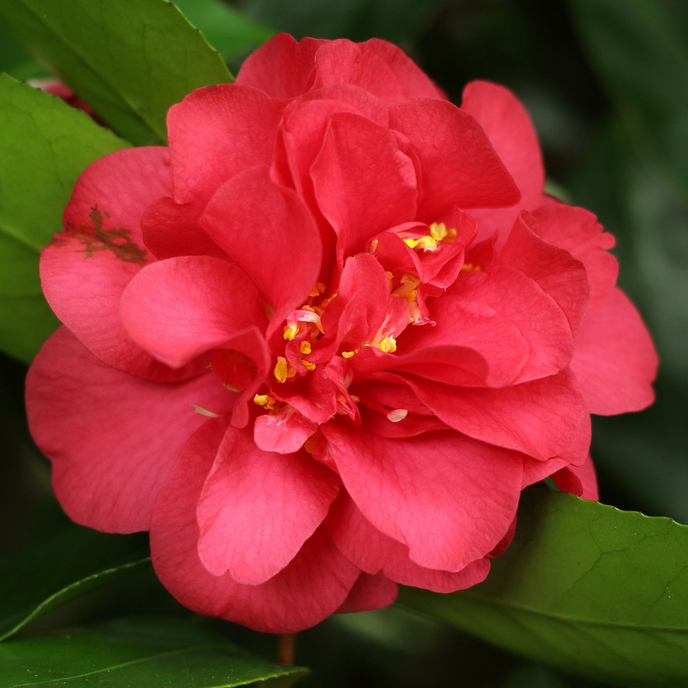 Camellia japonica 'Sunset Glory'