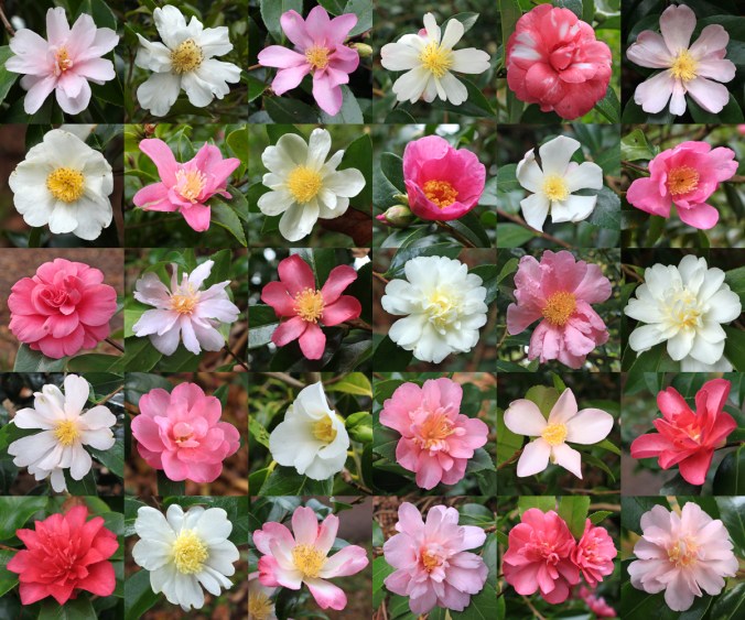 Camellias-9