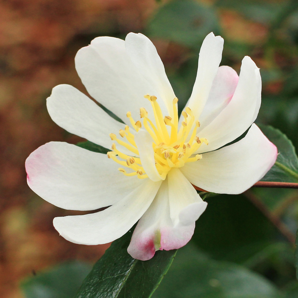 Camellia sasanqua 'Rainbow'