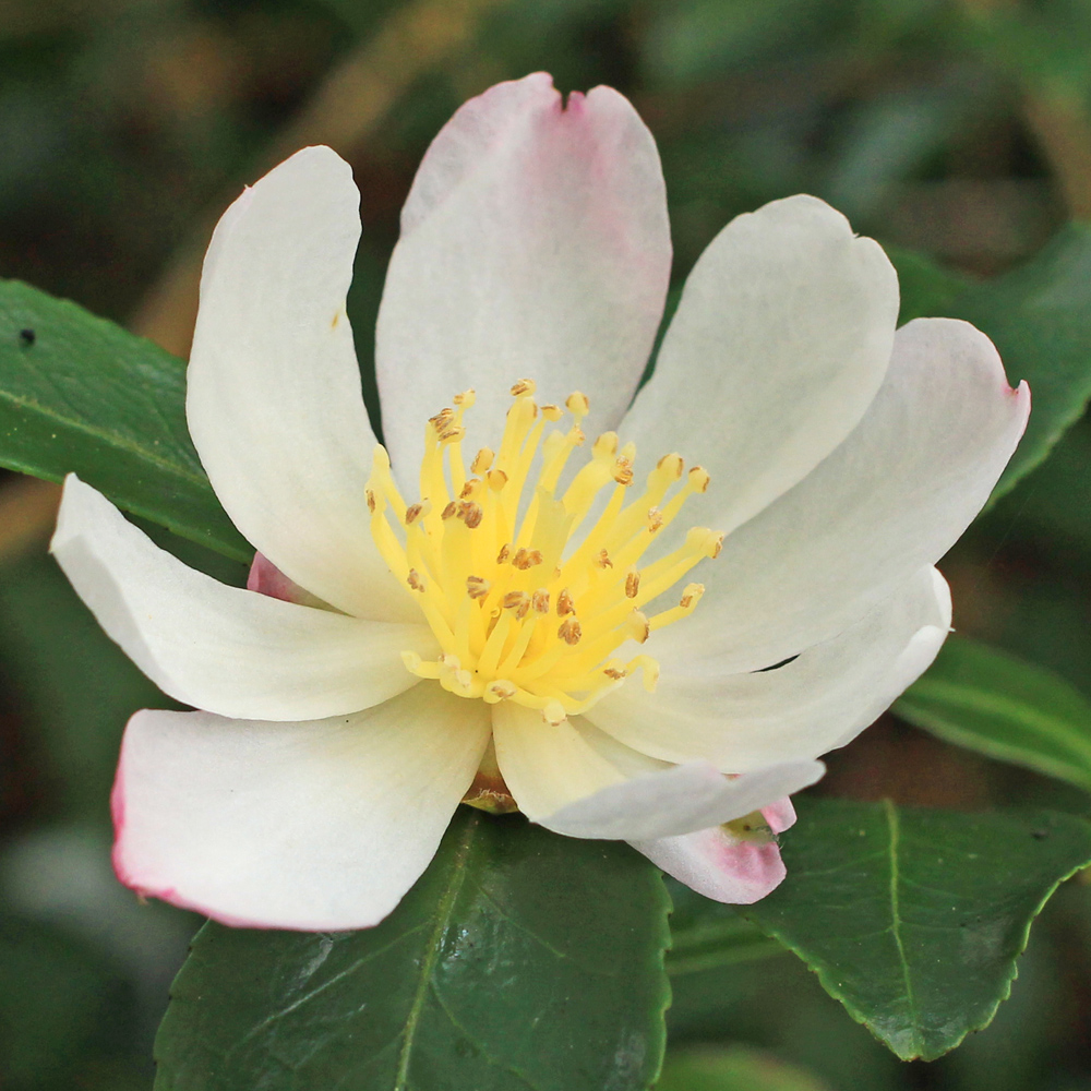 Camellia sasanqua 'Rainbow'