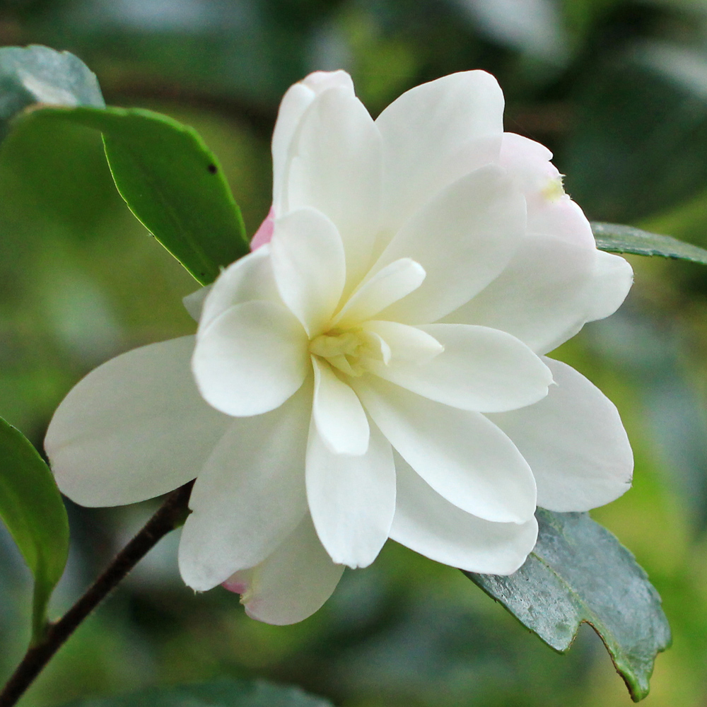 Camellia sasanqua 'Paradise Blush'
