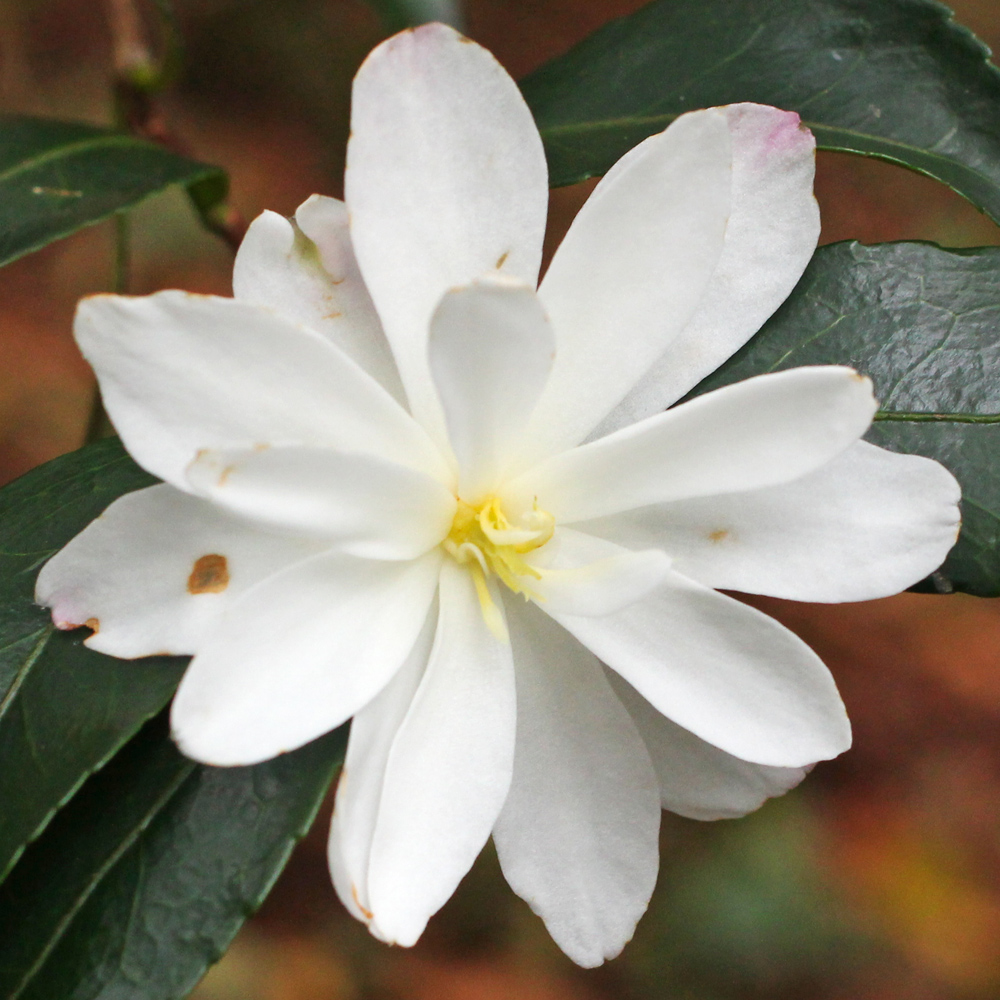Camellia sasanqua 'Paradise Blush'