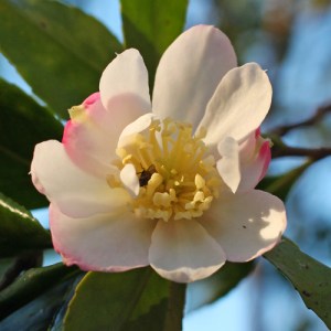 Camellia sasanqua 'Azumakagami'