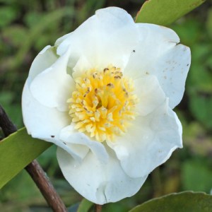 Camellia sasanqua 'Baronesa de Soutelinho'