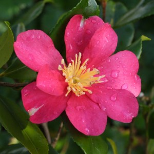 Camellia sasanqua 'Crimson King'