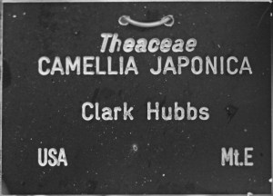 Camellia japonica 'Clark Hubbs' (GG-004)