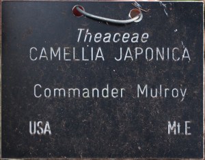 Camellia japonica 'Commander Mulroy' (GG-006)