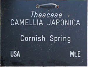 Camellia 'Cornish Spring' (GG-007)