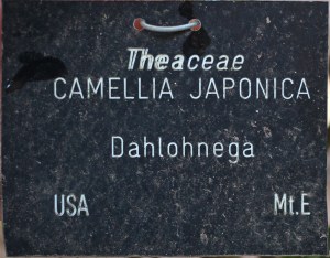 Camellia japonica 'Dahlohnega' (GG-008)
