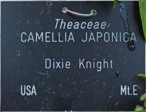 Camellia japonica 'Dixie Knight' (GG-009)