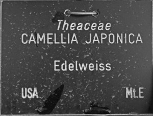 Camellia japonica 'Edelweiss' (GG-012)