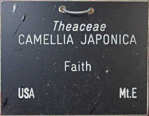 Camellia japonica 'Faith' (GG-014)