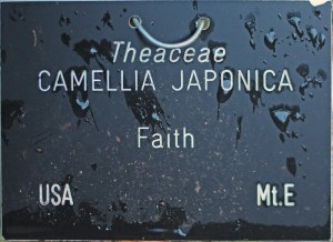 Camellia japonica 'Faith' (GG-015)