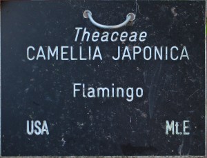 Camellia japonica 'Flamingo' (GG-016)