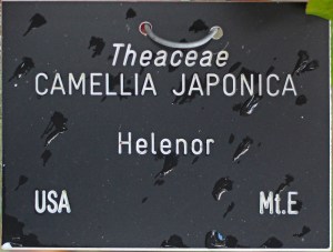 Camellia japonica 'Helenor' (GG-017)