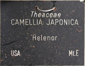 Camellia japonica 'Helenor' (GG-018)