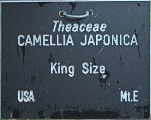 Camellia japonica 'King Size' (GG-022)