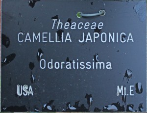 Camellia japonica 'Odoratissima' (GG-027)