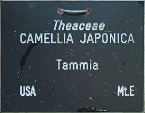 Camellia japonica 'Tammia' (GG-031)