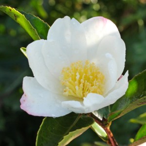 Camellia sasanqua 'Narumigata'