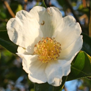 Camellia oleifera