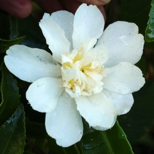 Camellia 'Polar Ice'
