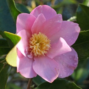 Camellia 'Souvenir de Claude Brivet'