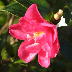 unknown, possibly 'Kanjiro'