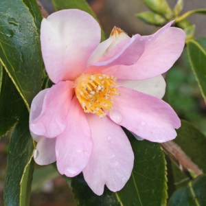 Camellia sasanqua 'Yume'